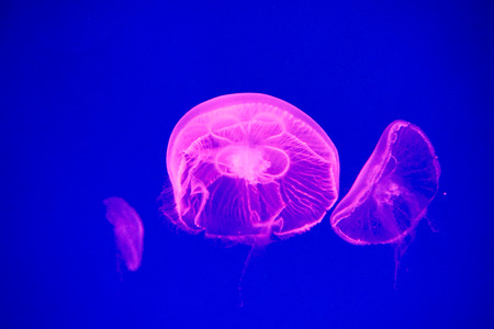 Moon jellyfish (Aurelia aurita) in an aquarium.
