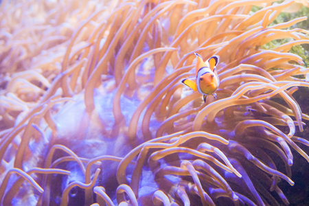 Anemone fish or Clownfish and reef with blue backgroundの写真素材