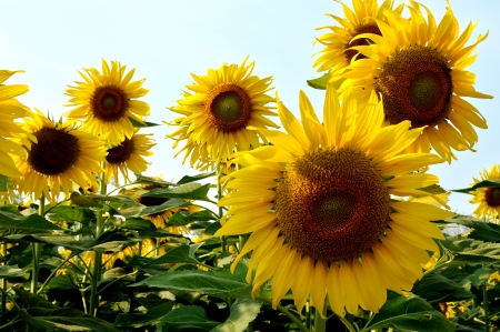 Beautiful sunflowers in the fieldの写真素材