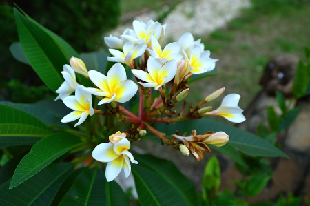 white and yellow plumeria flowers with leaves in backgroundの写真素材