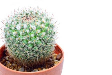 cactus plant isolated on white backgroundの写真素材