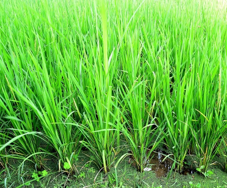 Terraced rice fields in Mae Hong Son, northern Thailandの写真素材