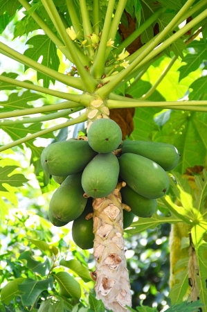 Papaya Tree with Green Papayas の写真素材