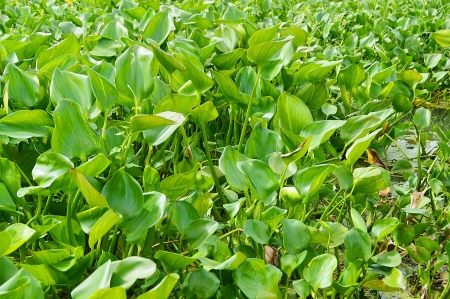 Water Hyacinth in the ping river, Chiangmai Thailand use for backgroundの写真素材