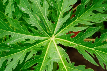 Papaya green leaf in nature backgroundの写真素材