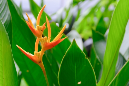 An open Bird of Paradise flower in full bloom.の写真素材