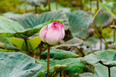 single pink water lilly above the pondの写真素材