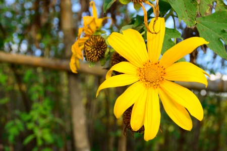 Mexican sunflower weed and nature backgroundの写真素材