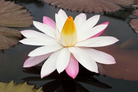 white lotus or water lilly in pond with green leafの写真素材
