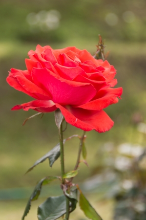 red single rose in nature backgroundの写真素材