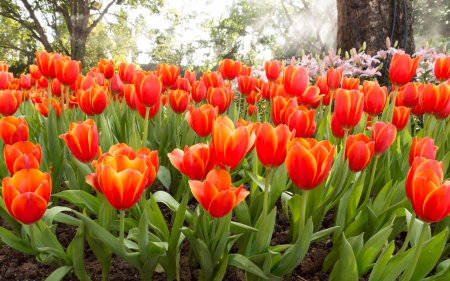orange tulips in gardenの写真素材