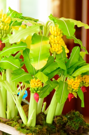 plastic banana and banana tree on tableの写真素材