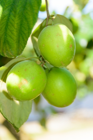 fresh jujube fruit hanging on tree in gardenの写真素材