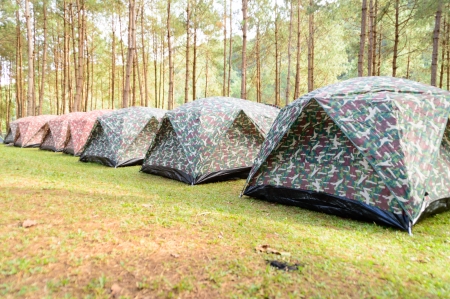 many camping tent on grass in forest for touristの写真素材