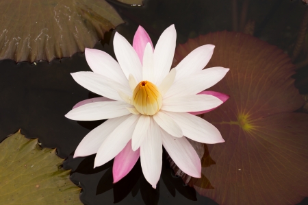 white lotus or water lilly in pond with green leafの写真素材