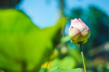 lotus with leaf backgroudの写真素材