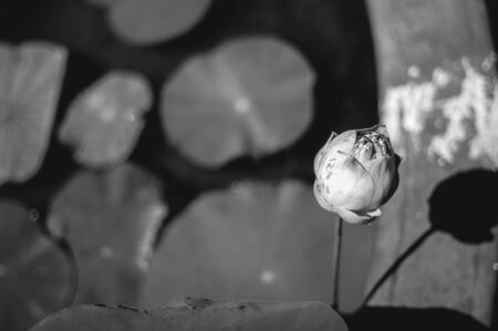 lotus with leaf backgroudの写真素材