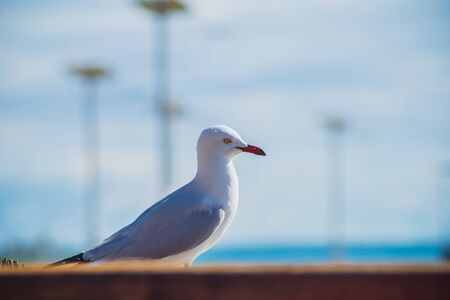 seagull stand on the woodの写真素材