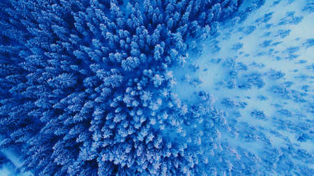 A top view of colorful forest trees and lake in the forest top view season.の写真素材