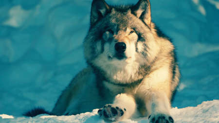 Gray Wolf Canis lupus Straight On - captive animal. 4