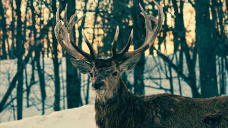 Beautiful image of red deer stag in forest landscape of foggy misty forest in Autumn Fallの写真素材