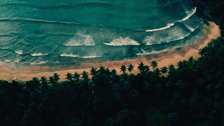 Sea with trees. Colorful landscape. Trees and palms