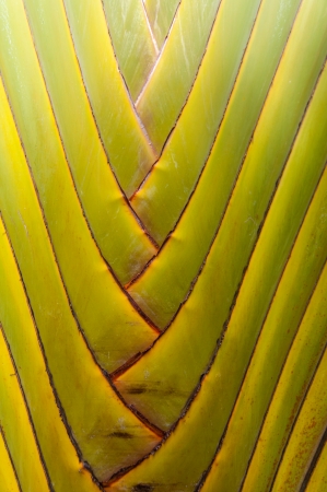 Beautiful strip of banana leaf while walking in gardenの写真素材