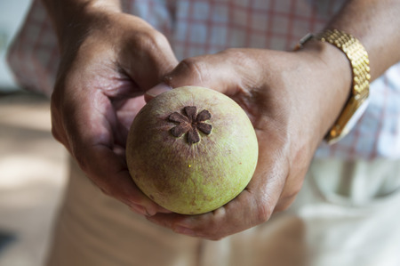 Close up of mangosteenの写真素材