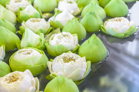 Many Buddhist floating water lilies for make merit on Buddhist Sabbath  の写真素材