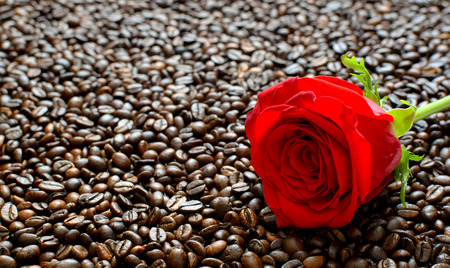 Red Rose on fried coffee beans  background with space for Valentine's Day. concept Valentine's Dayの写真素材