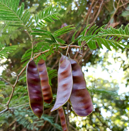 red wild fruit in the forest.の写真素材