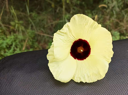 yellow flowers in the forestの写真素材