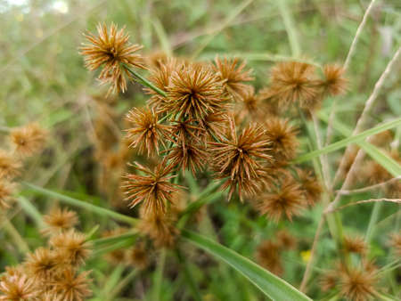 grass flower in the forestの写真素材
