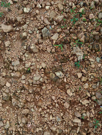 The surface of the soil in the forest.の写真素材