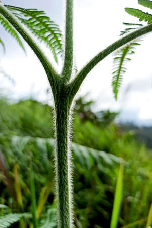 white feathers on the trunk.の写真素材