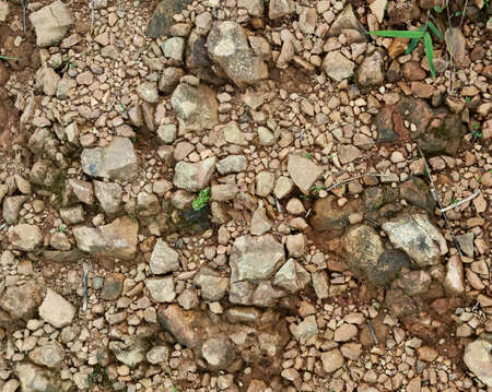 The surface of the soil in the forest.の写真素材