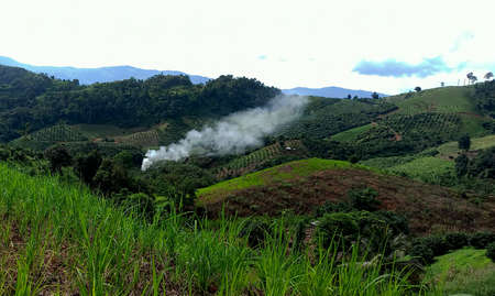 Smoke in the big forest (forest fire)の写真素材