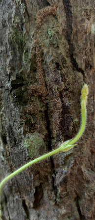 the top of the vines on the tree