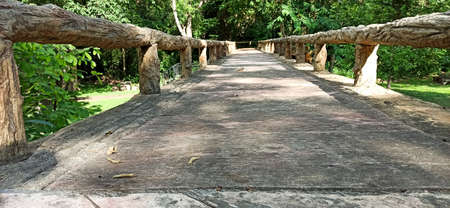 path in the big forestの写真素材