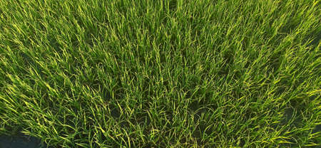 rice fields in the community