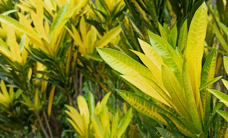 bush of yellow leaves in the forestの写真素材