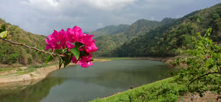 pink flowers in the big forestの写真素材