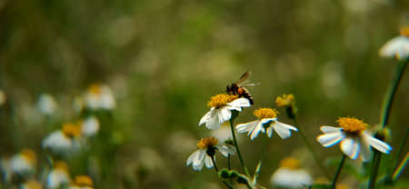 bees in the flower garden