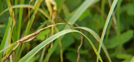 dragonfly in the big forest