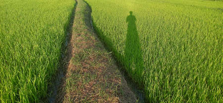 rice fields in the communityの写真素材