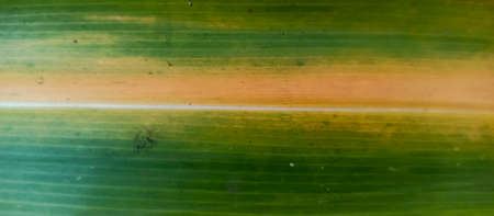Pattern on the leaf surface