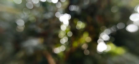 Light on the tree (blurred light)