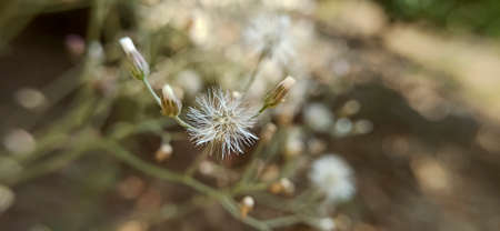 grass flower in the big forest