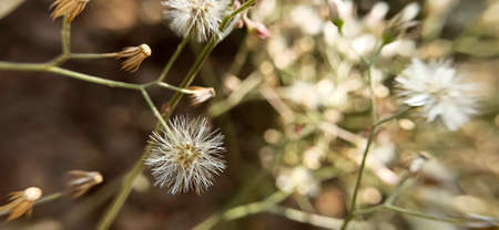grass flower in the big forestの写真素材