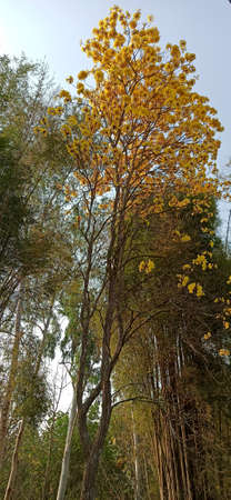 Yellow flowers on a big tree